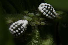 Prociphilus fraxinifolii