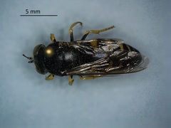 Bicyrtes quadrifasciatus