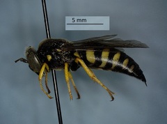 Bicyrtes quadrifasciatus