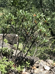 Daphne alpina
