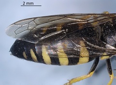 Bicyrtes quadrifasciatus