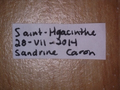 Bicyrtes quadrifasciatus