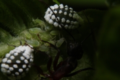 Prociphilus fraxinifolii