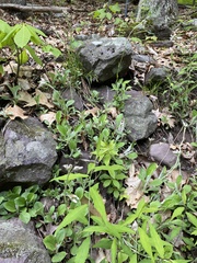 Borodinia canadensis