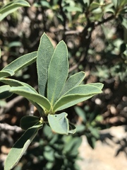 Daphne alpina