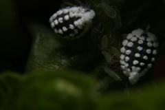 Prociphilus fraxinifolii