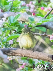 Empidonax flaviventris