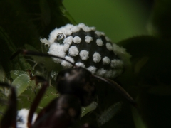 Prociphilus fraxinifolii