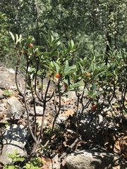 Daphne alpina