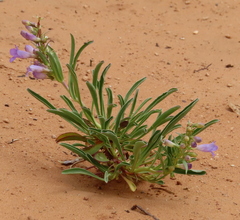 Penstemon strictiformis