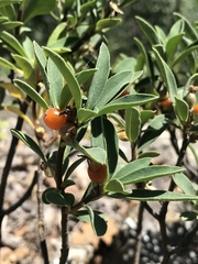 Daphne alpina