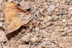 Pheidole californica