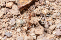 Pheidole californica