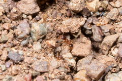 Pheidole californica