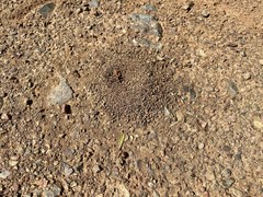 Pheidole californica