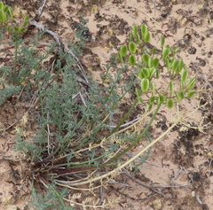 Lomatium parryi