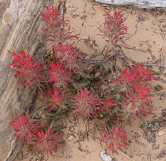 Castilleja scabrida