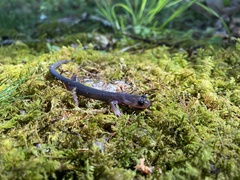 Plethodon montanus