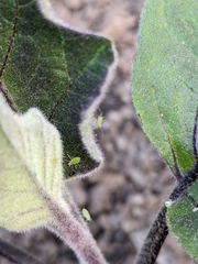 Acyrthosiphon