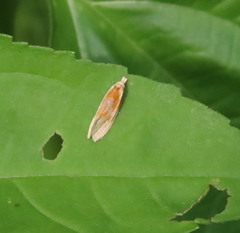 Eucosma raracana