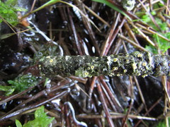 Lachnellula ellisiana