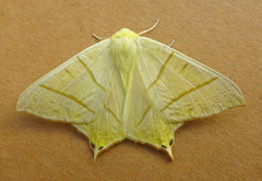 Ourapteryx sambucaria