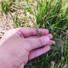 Carex laevissima