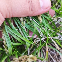 Carex laevissima