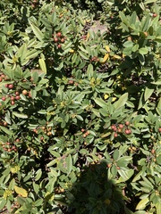 Frangula californica