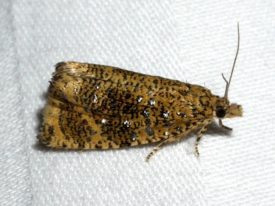 Olethreutes coruscana