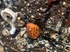 Psolus chitonoides