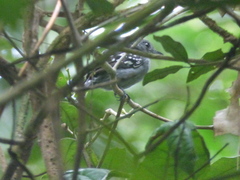 Thamnophilus atrinucha