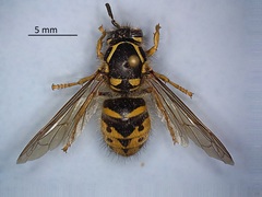 Dolichovespula arenaria