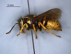 Dolichovespula arenaria