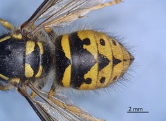 Dolichovespula arenaria