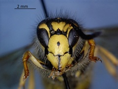 Dolichovespula arenaria