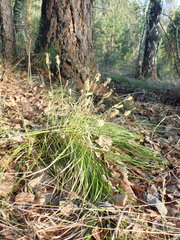 Carex pediformis macroura