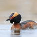 Horned Grebe - Photo (c) brian stahls, some rights reserved (CC BY-NC), uploaded by brian stahls