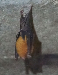 Natalus tumidirostris