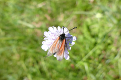 Zygaena purpuralis