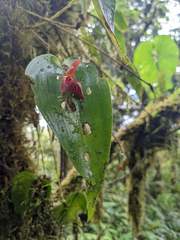 Pleurothallis cardiothallis