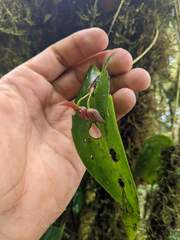 Pleurothallis cardiothallis