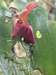 Pleurothallis cardiothallis