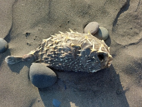 Deepwater burrfish (Allomycterus pilatus) — Diodontidae