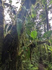 Pleurothallis cardiothallis
