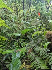 Centropogon granulosus