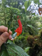 Centropogon granulosus