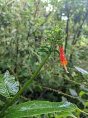 Centropogon granulosus