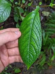 Centropogon granulosus