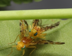 Strauzia longipennis